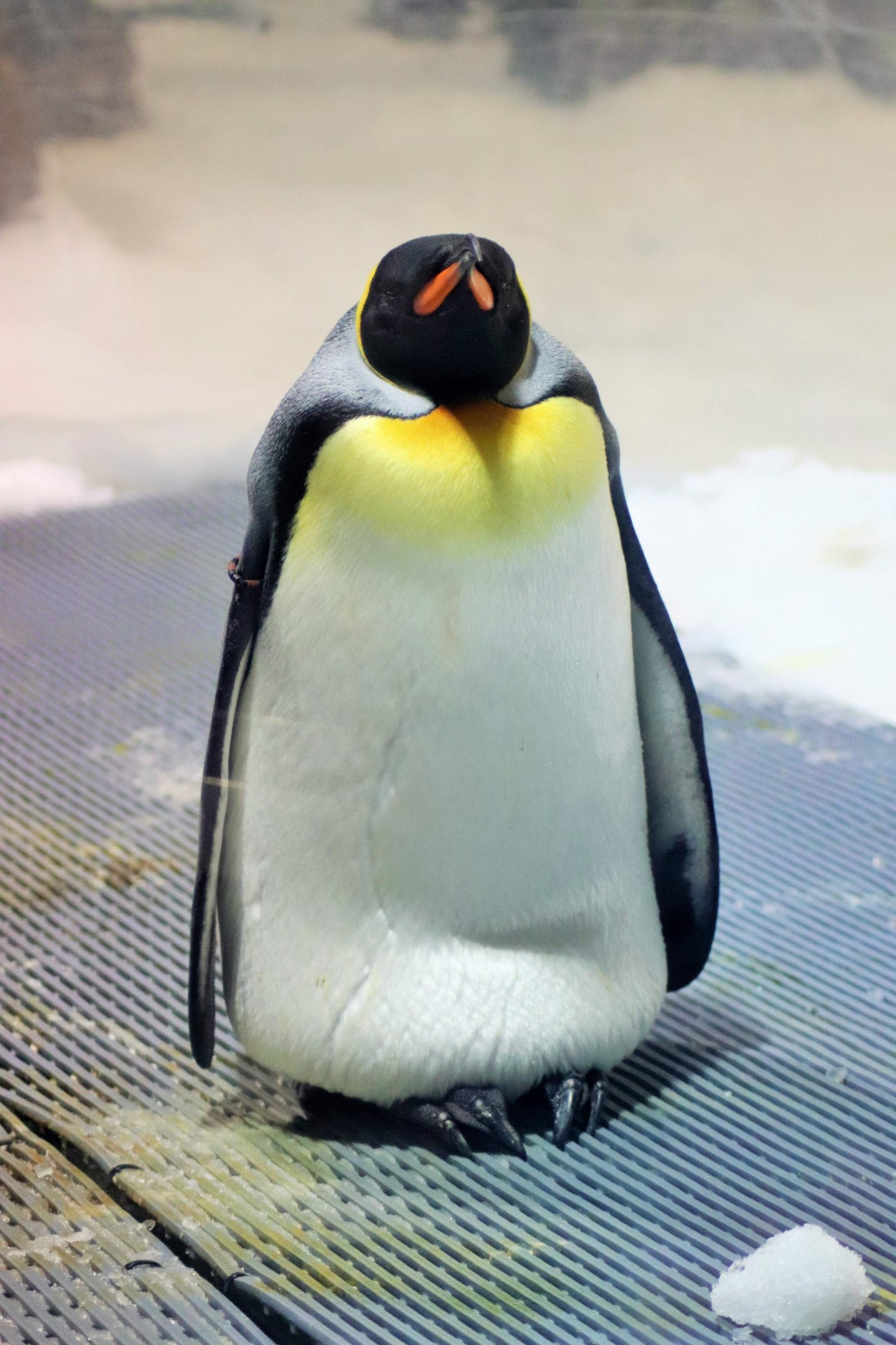 King Penguin (Aptenodytes patagonicus)