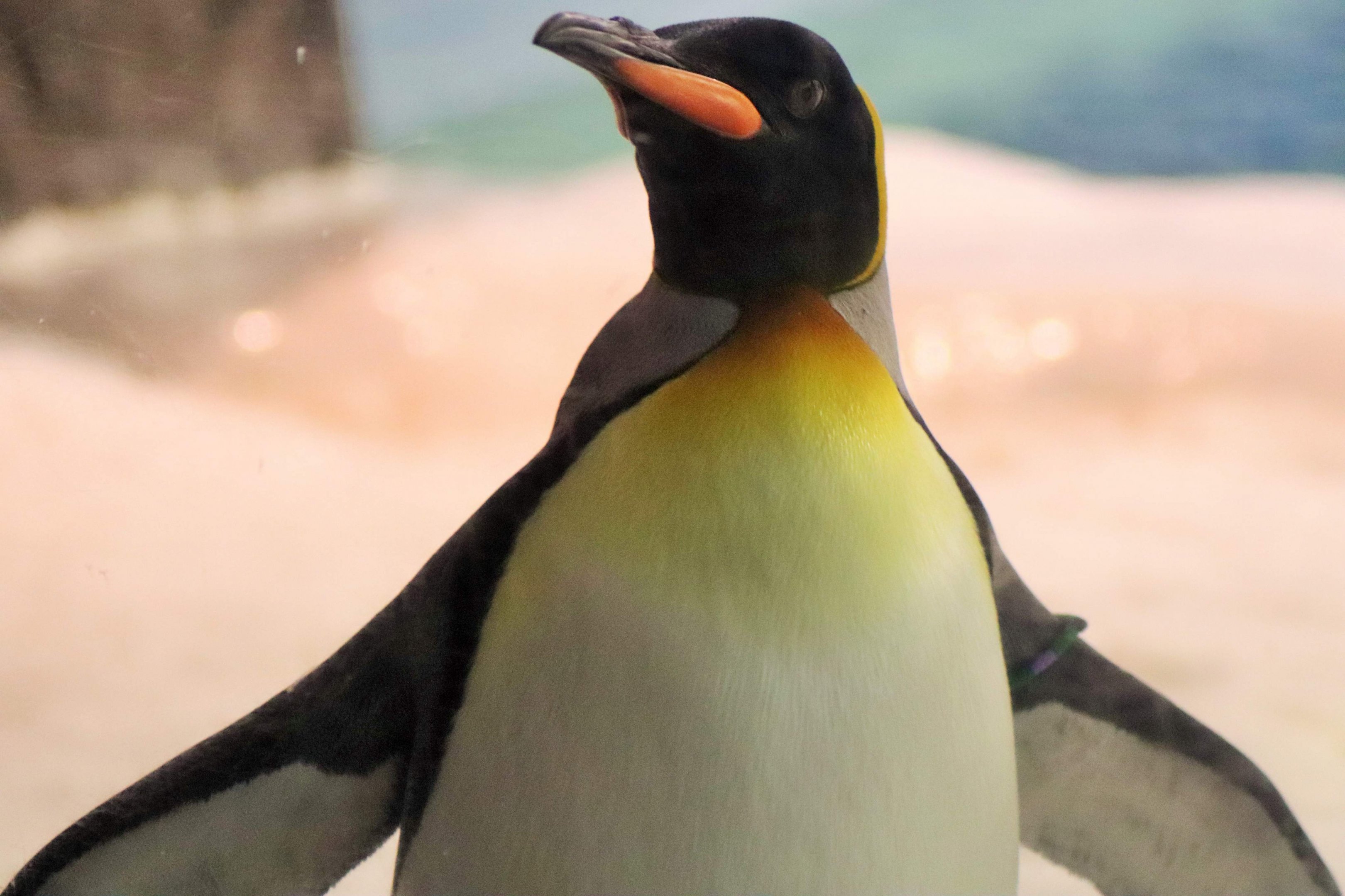 King Penguin (Aptenodytes patagonicus)
