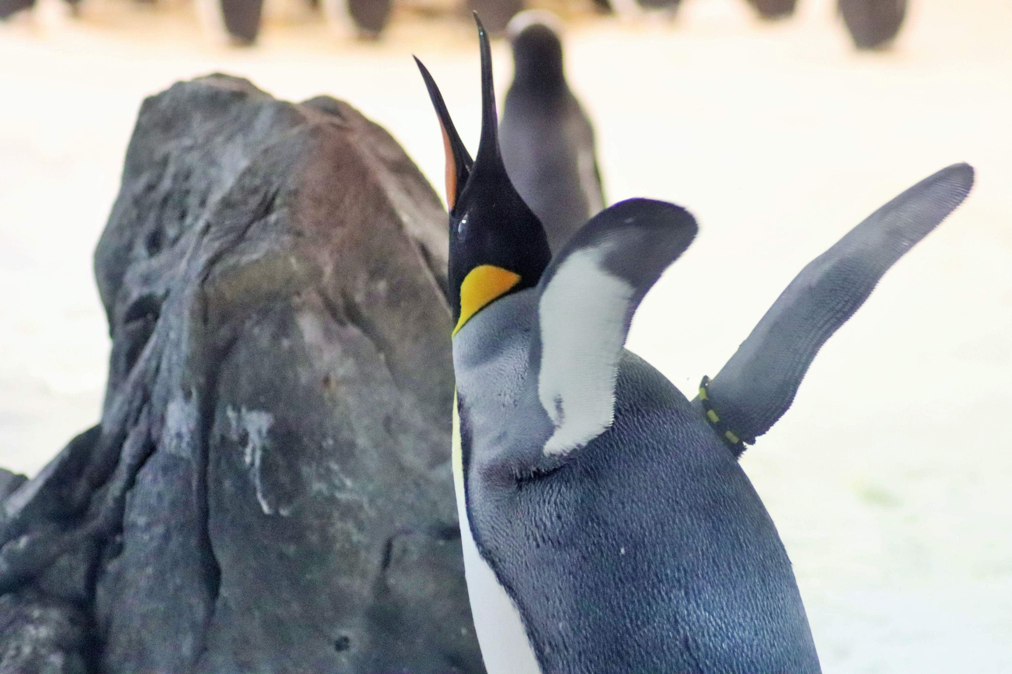 King Penguin (Aptenodytes patagonicus)