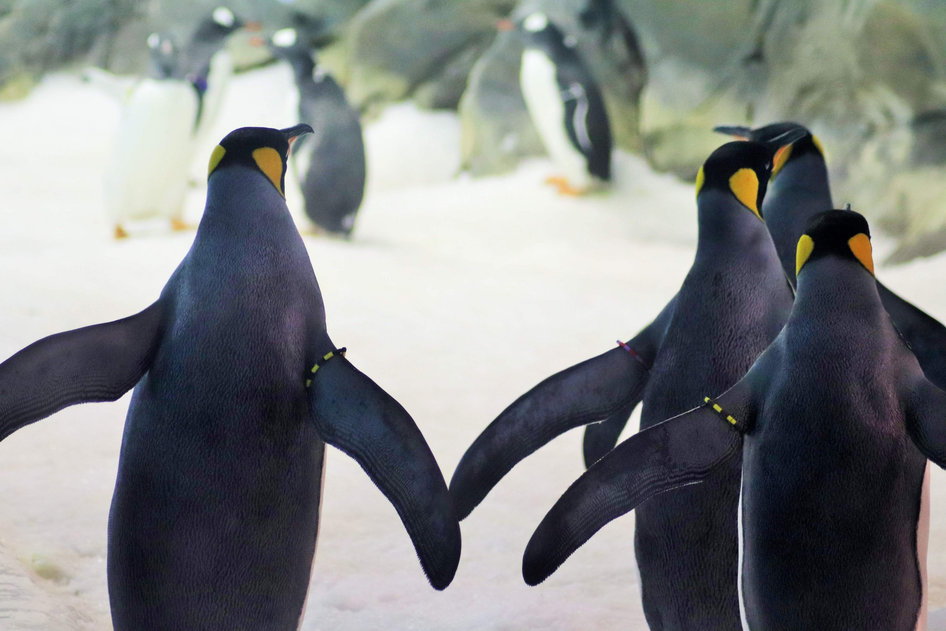 King Penguin (Aptenodytes patagonicus)