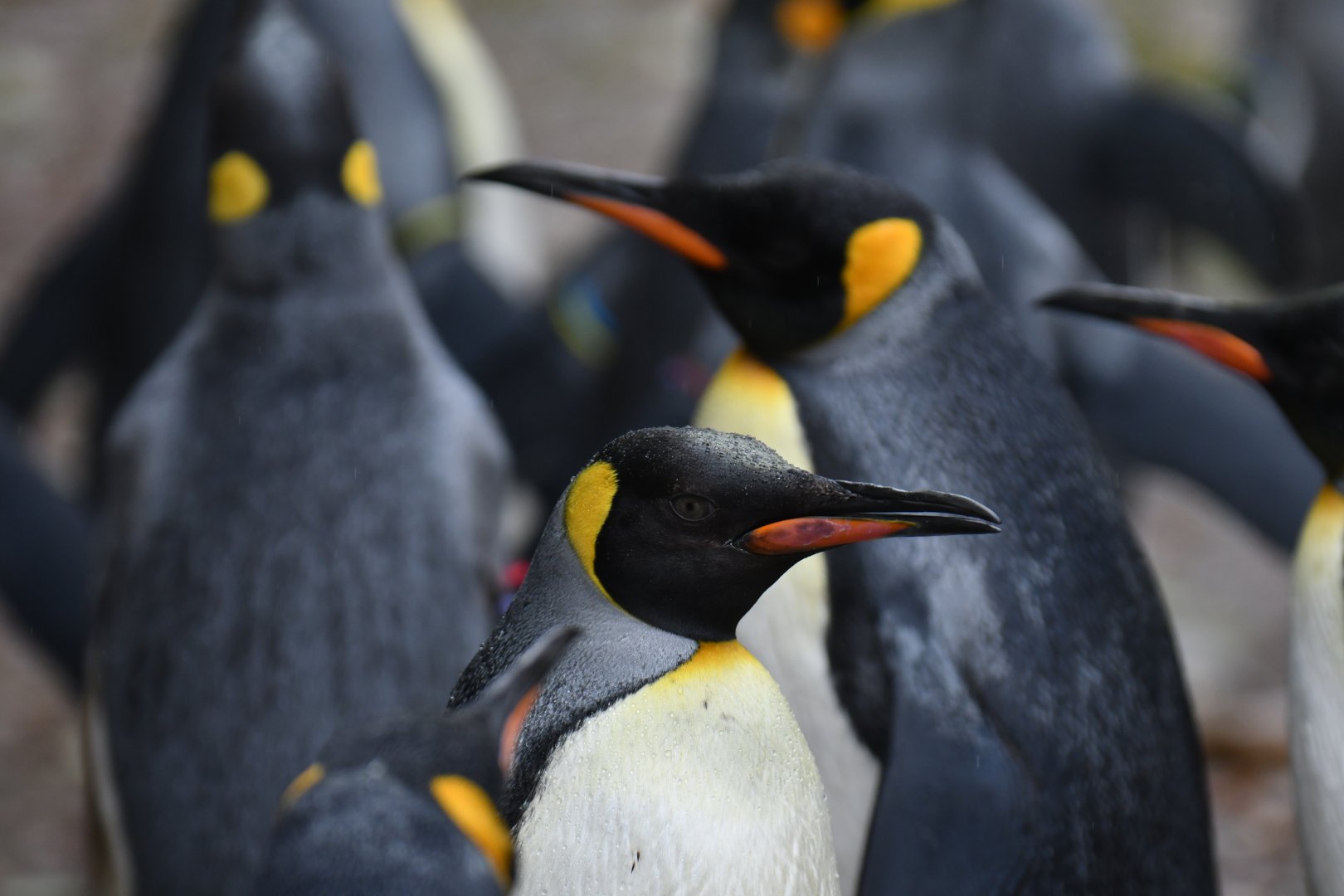 King penguin (Aptenodytes patagonicus)