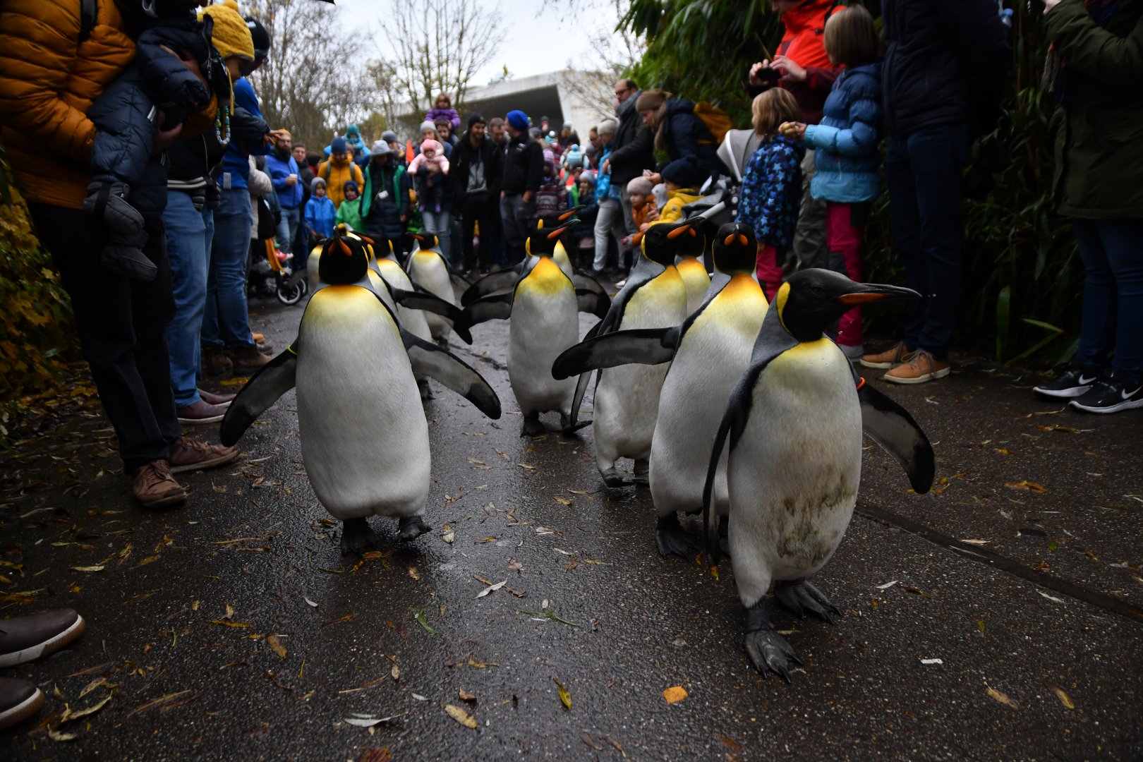 King penguin (Aptenodytes patagonicus)