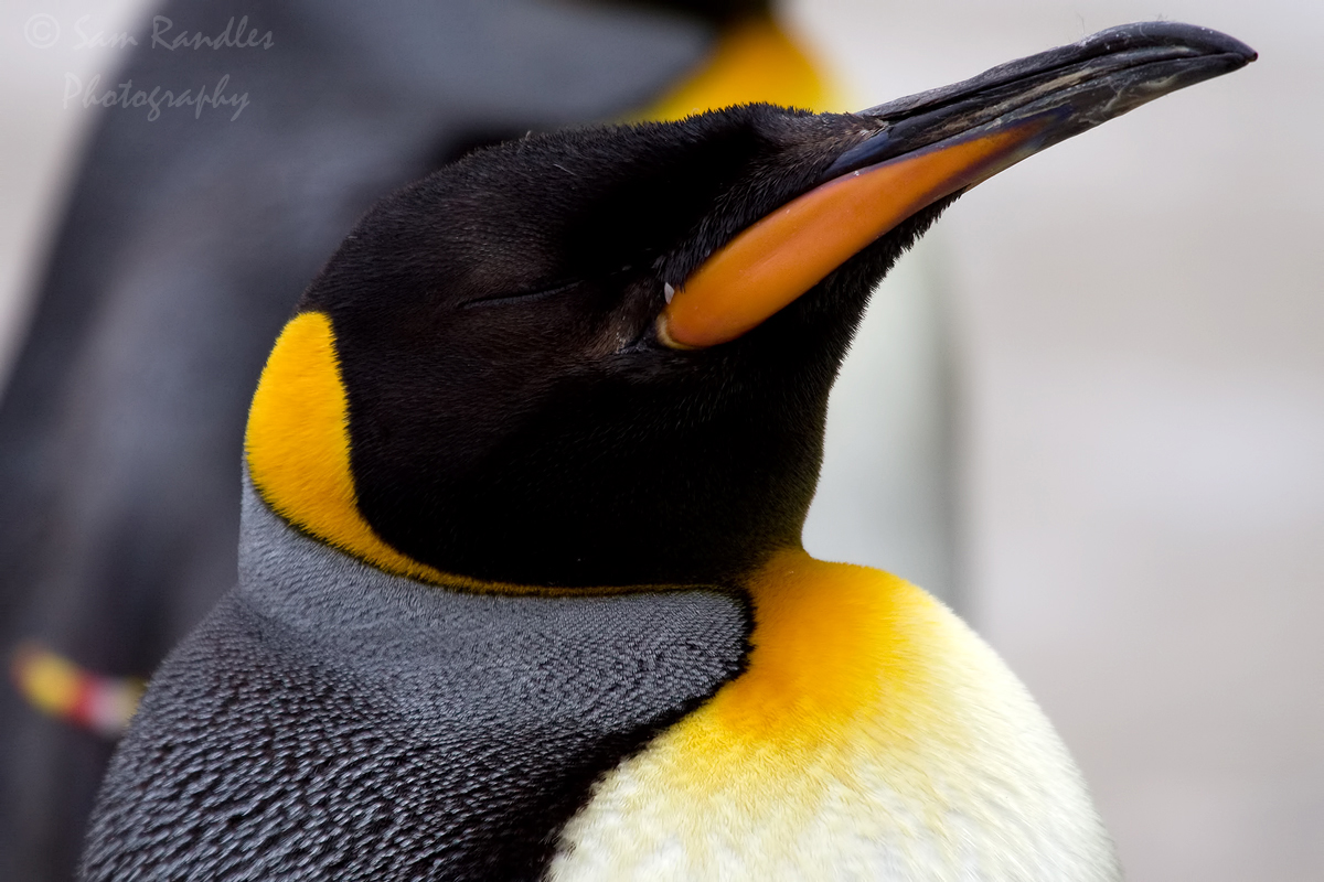 King penguin (Aptenodytes patagonicus)