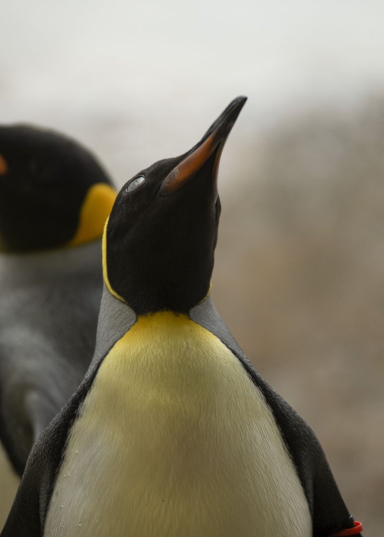 King penguin (Aptenodytes patagonicus)