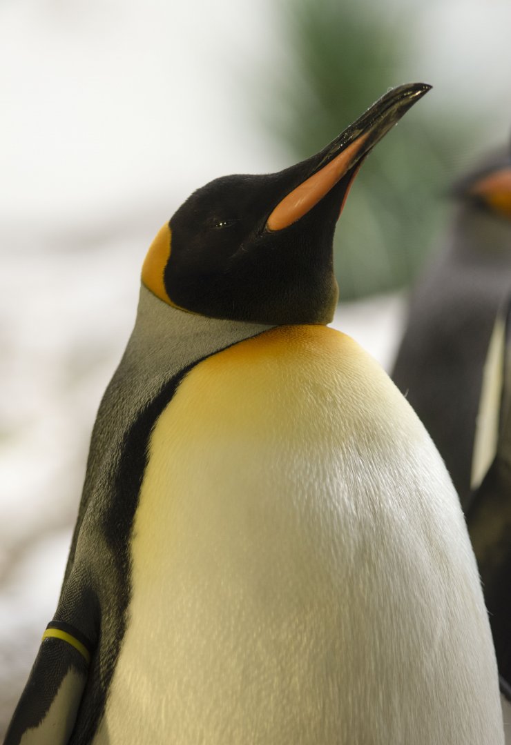 King penguin (Aptenodytes patagonicus)