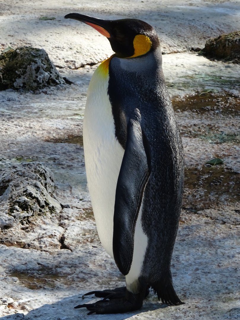King Penguin (Aptenodytes patagonicus)
