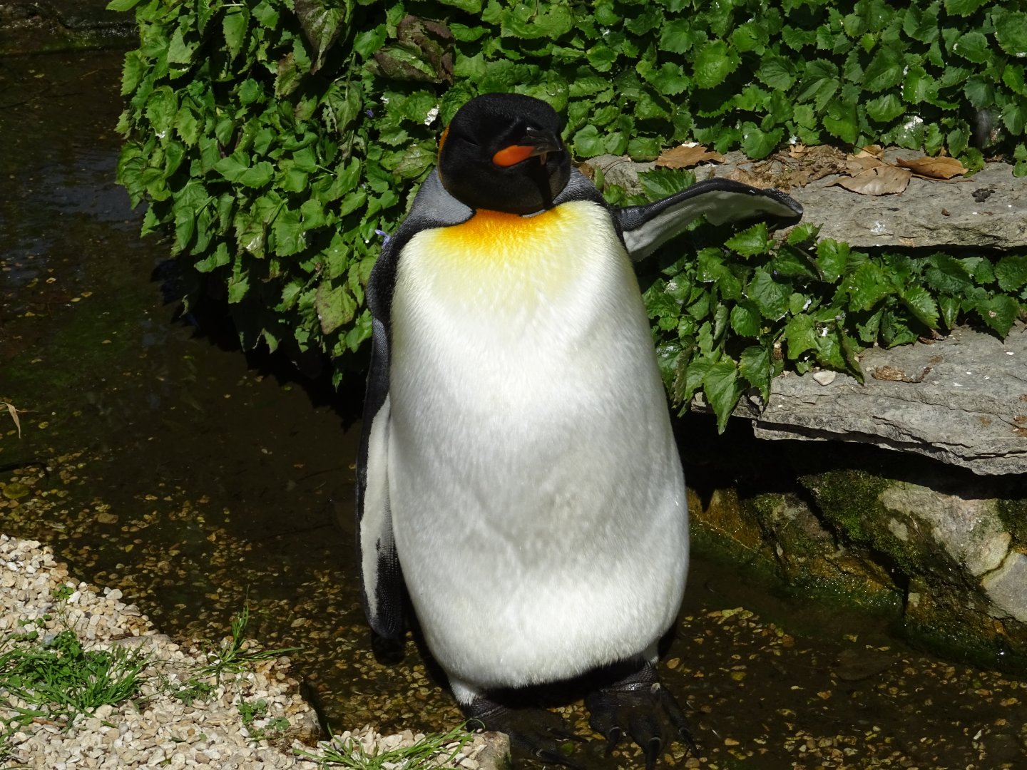 King Penguin (Aptenodytes patagonicus)