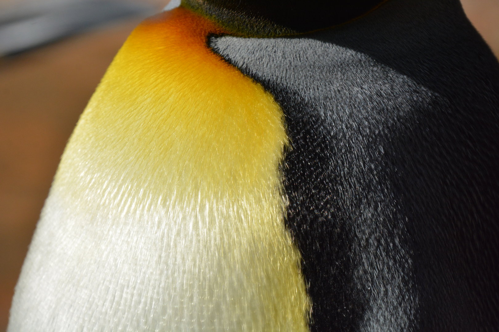 King penguin (Aptenodytes patagonicus)