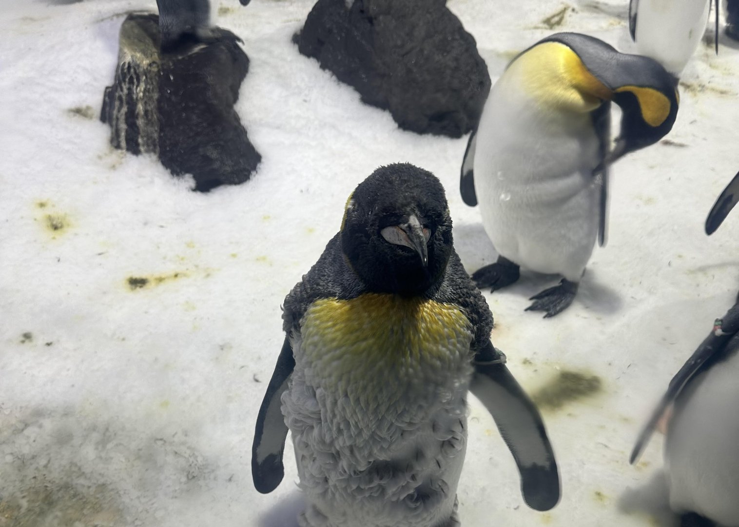 King penguin (Aptenodytes patagonicus)