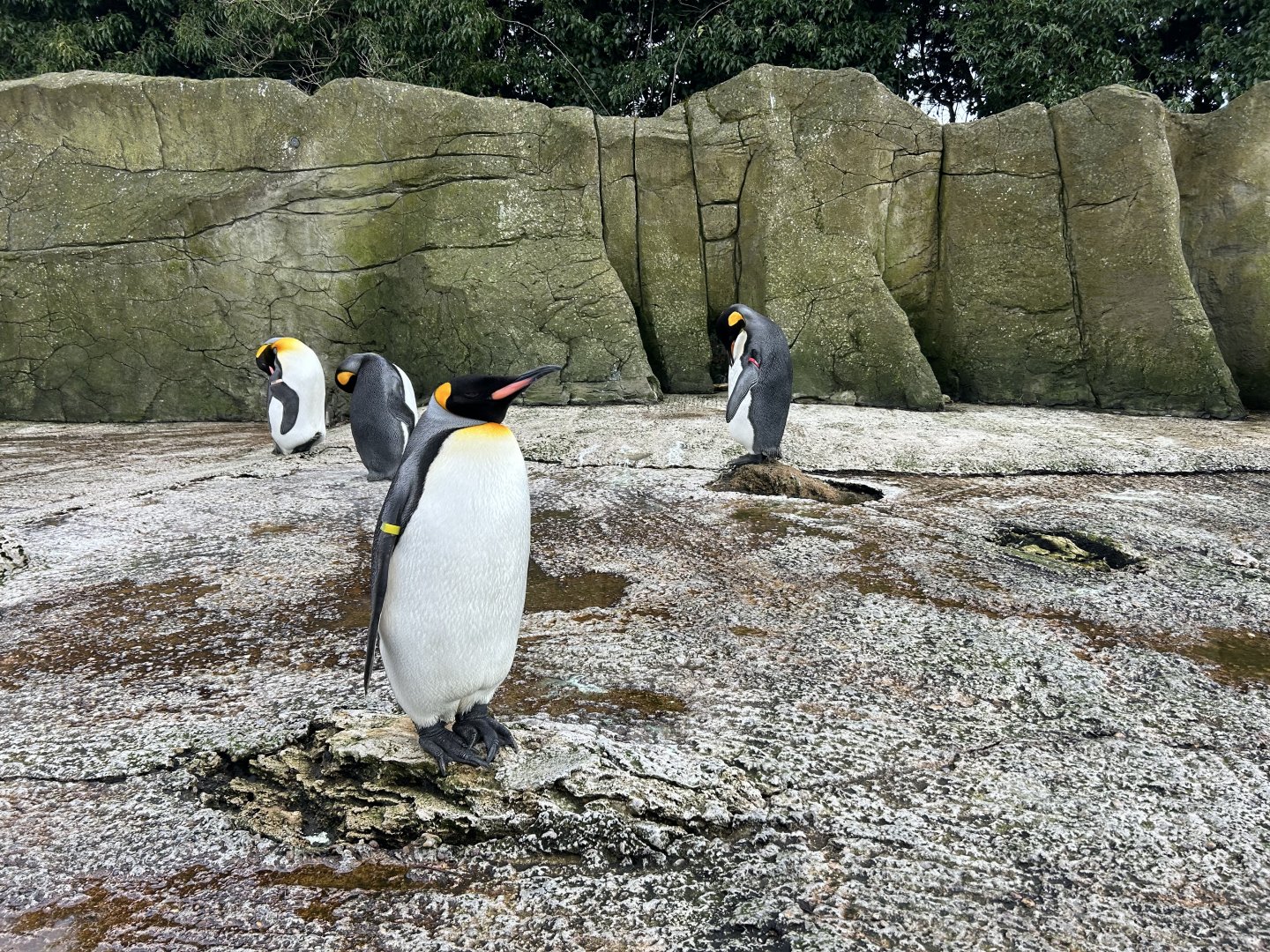 King Penguin, (Aptenodytes patagonicus)