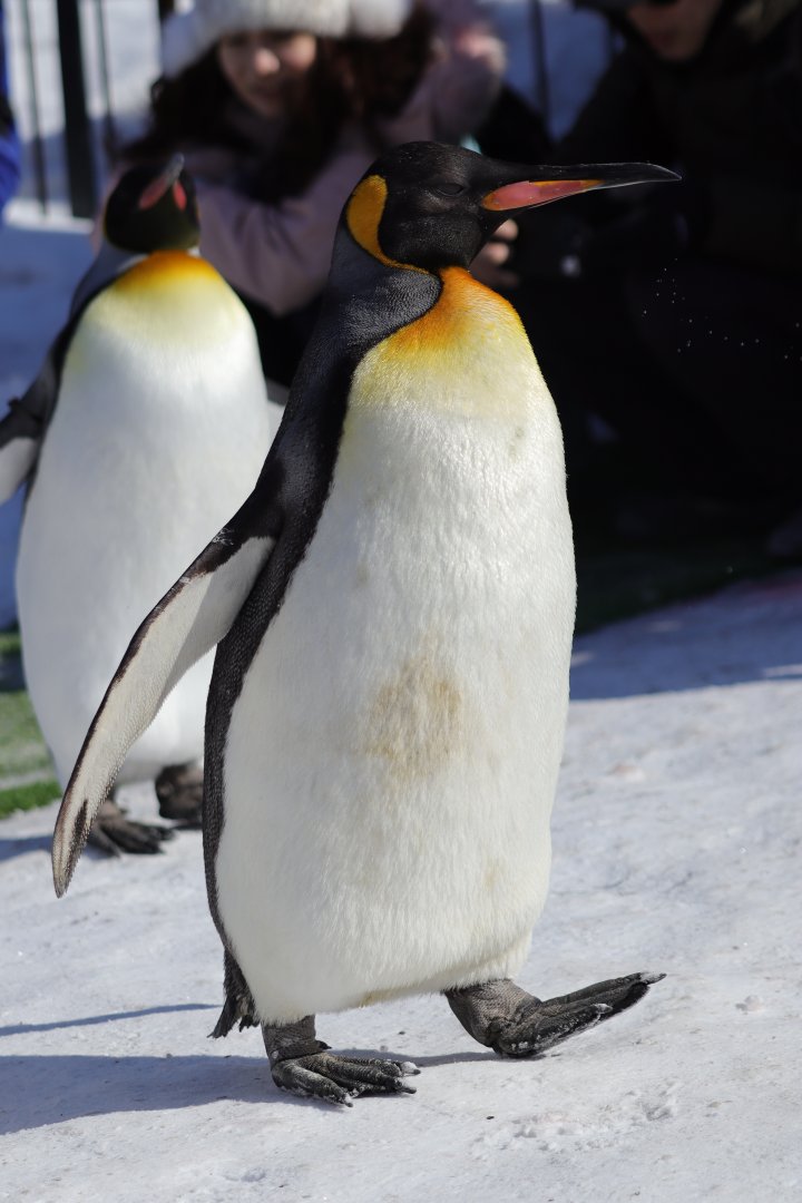 King penguin (Aptenodytes patagonicus)