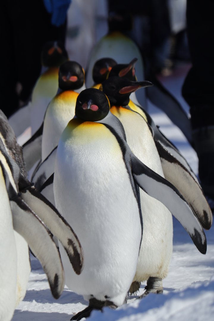 King penguin (Aptenodytes patagonicus)