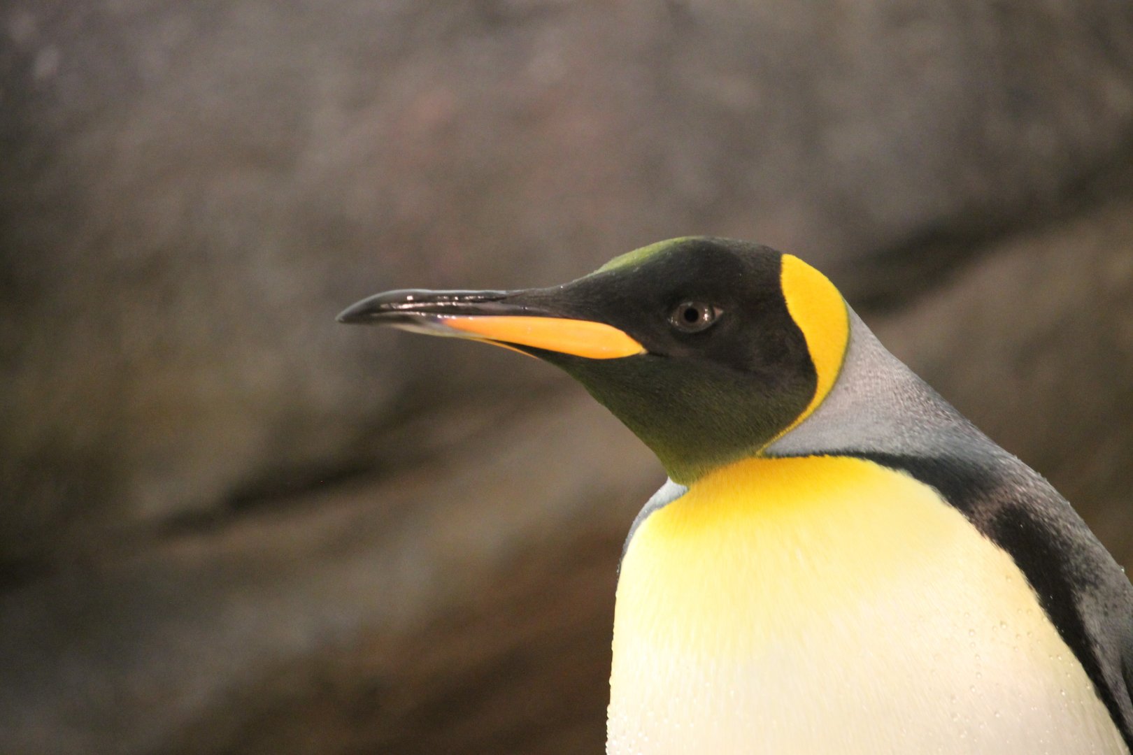King penguin (Aptenodytes patagonicus)