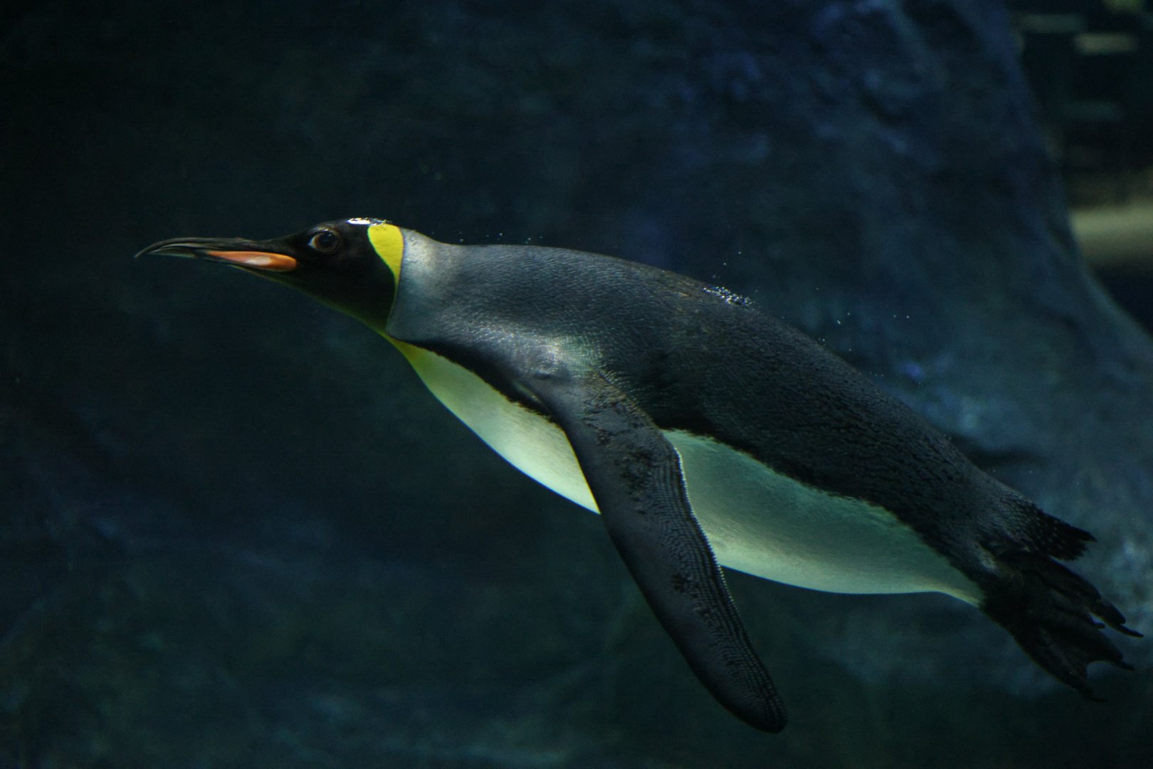 King Penguin (Aptenodytes patagonicus)