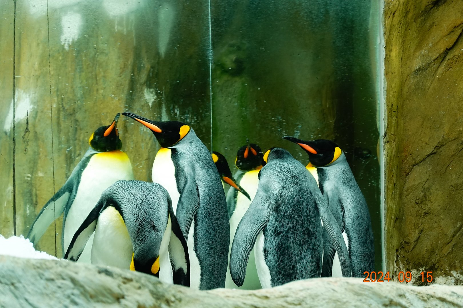 King Penguin (Aptenodytes patagonicus)