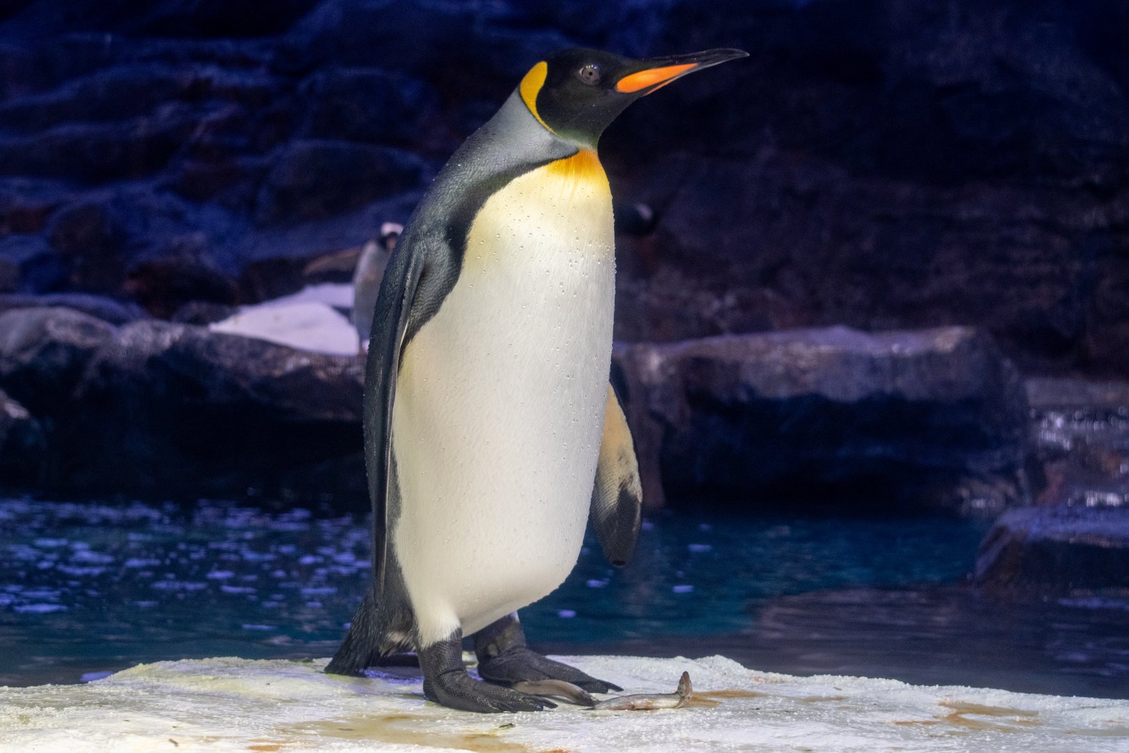 King Penguin (Aptenodytes patagonicus)