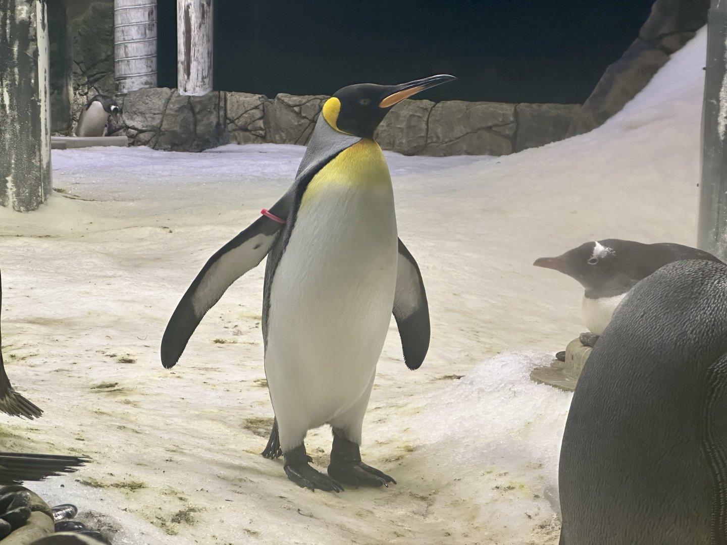 King penguin (Aptenodytes patagonicus)