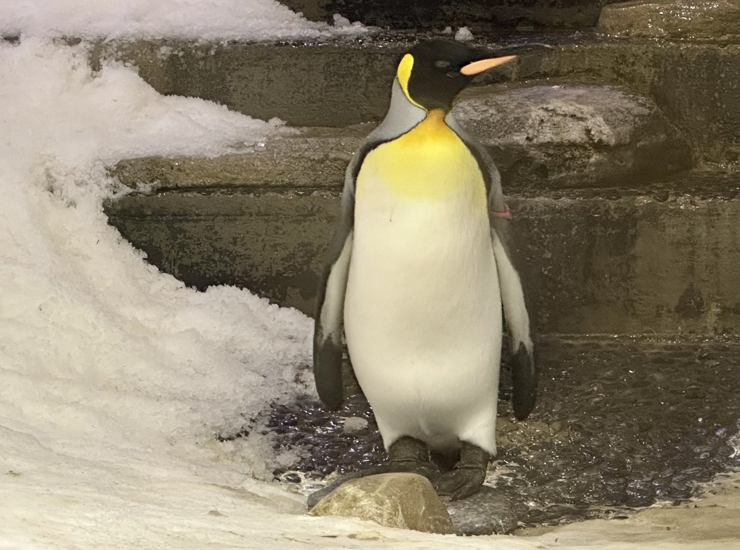 King penguin (Aptenodytes patagonicus)