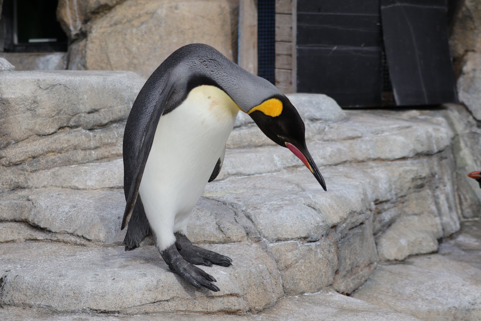 King Penguin (Aptenodytes patagonicus)
