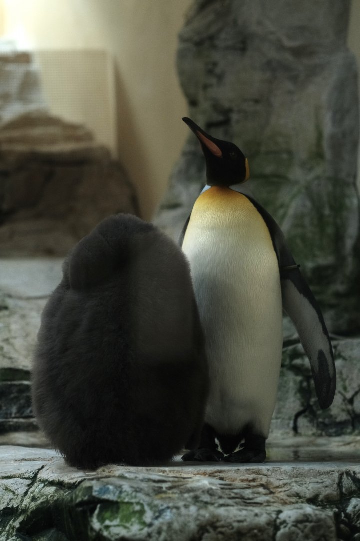 King Penguin (Aptenodytes patagonicus)