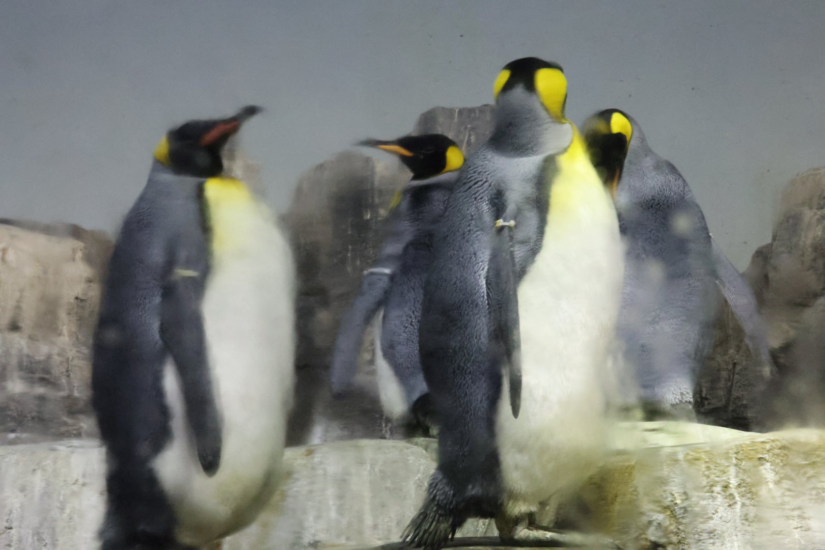 King penguin (Aptenodytes patagonicus)