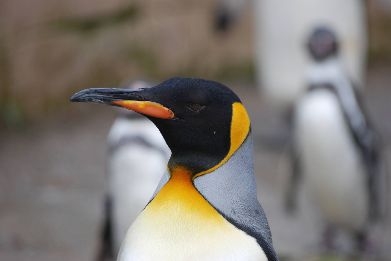 King Penguin at Birdland, 05/03/11