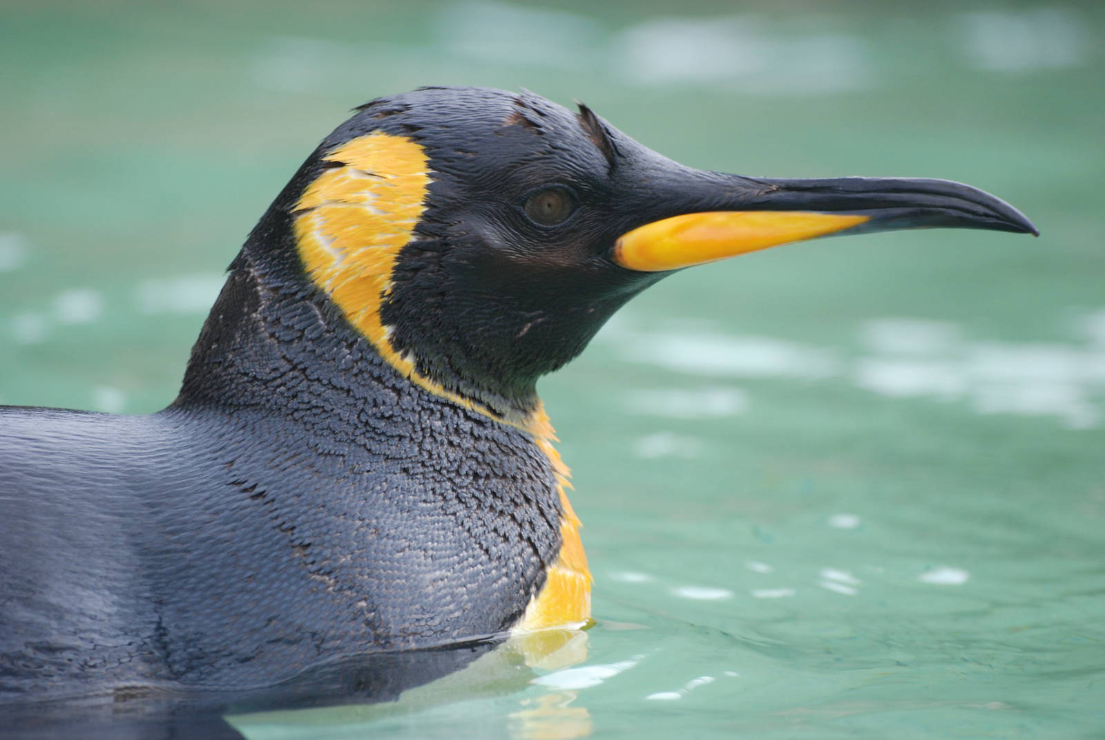 King Penguin at Birdland, 05/03/11