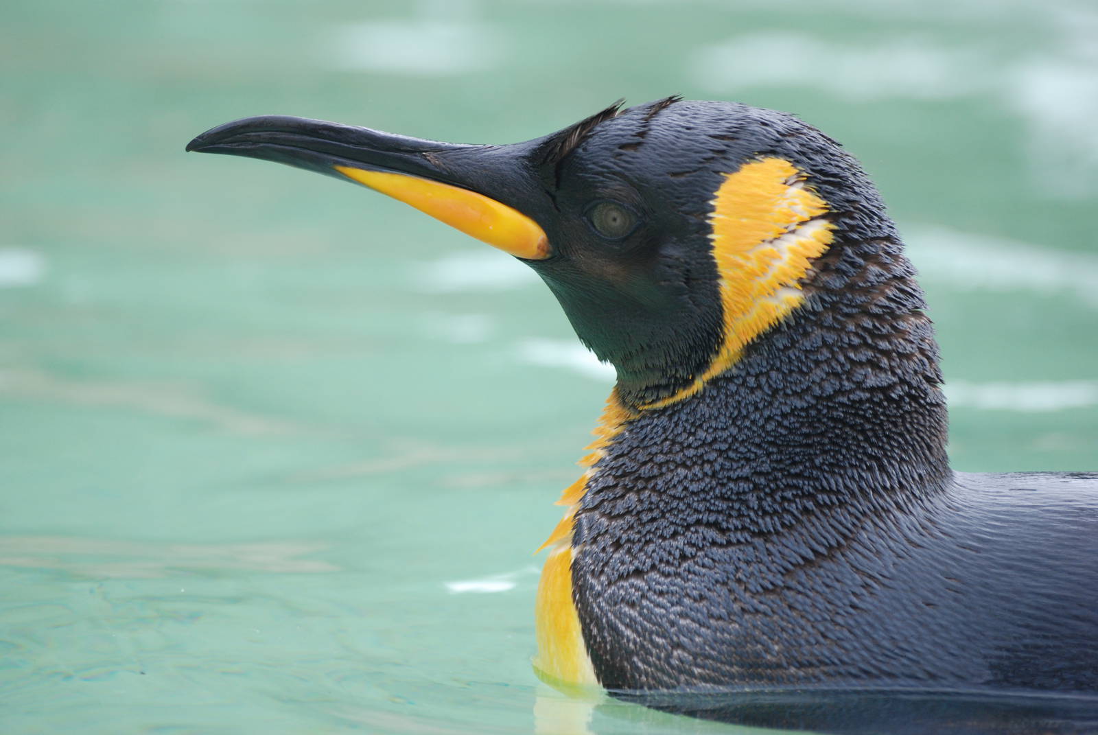 King Penguin at Birdland, 05/03/11