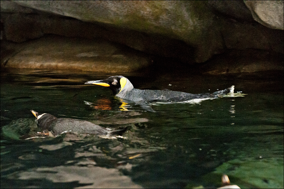 King penguin at Hamburg