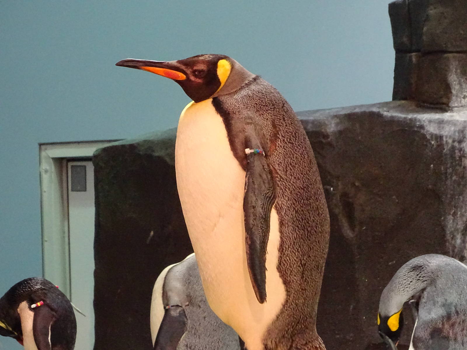 King Penguin at SeaWorld Orlando