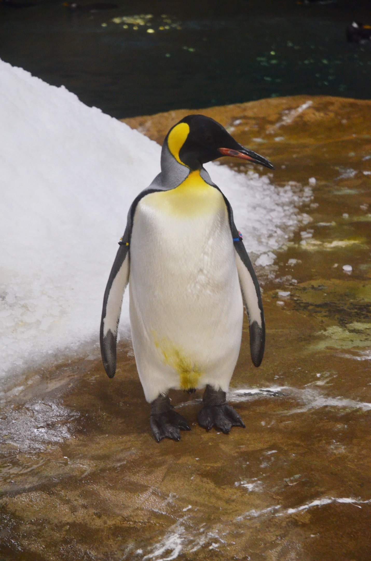 King Penguin at Wuppertal, 16/06/19