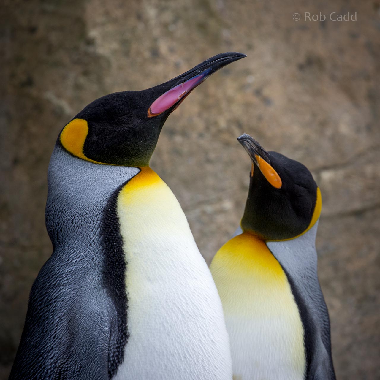 King penguin : Birdland : 19 Apr 2015