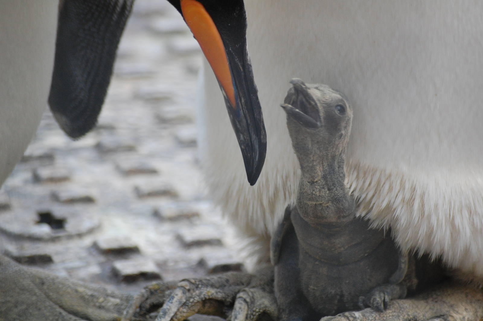 King Penguin Chick that was hatched on 22/10/09