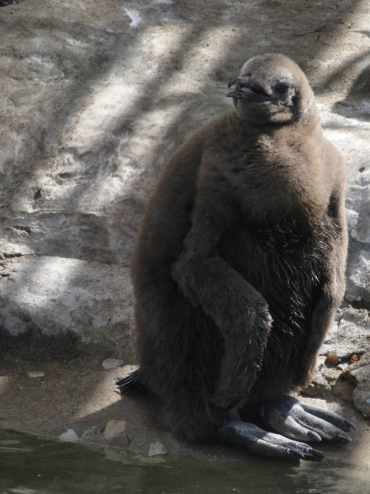 King Penguin Chick