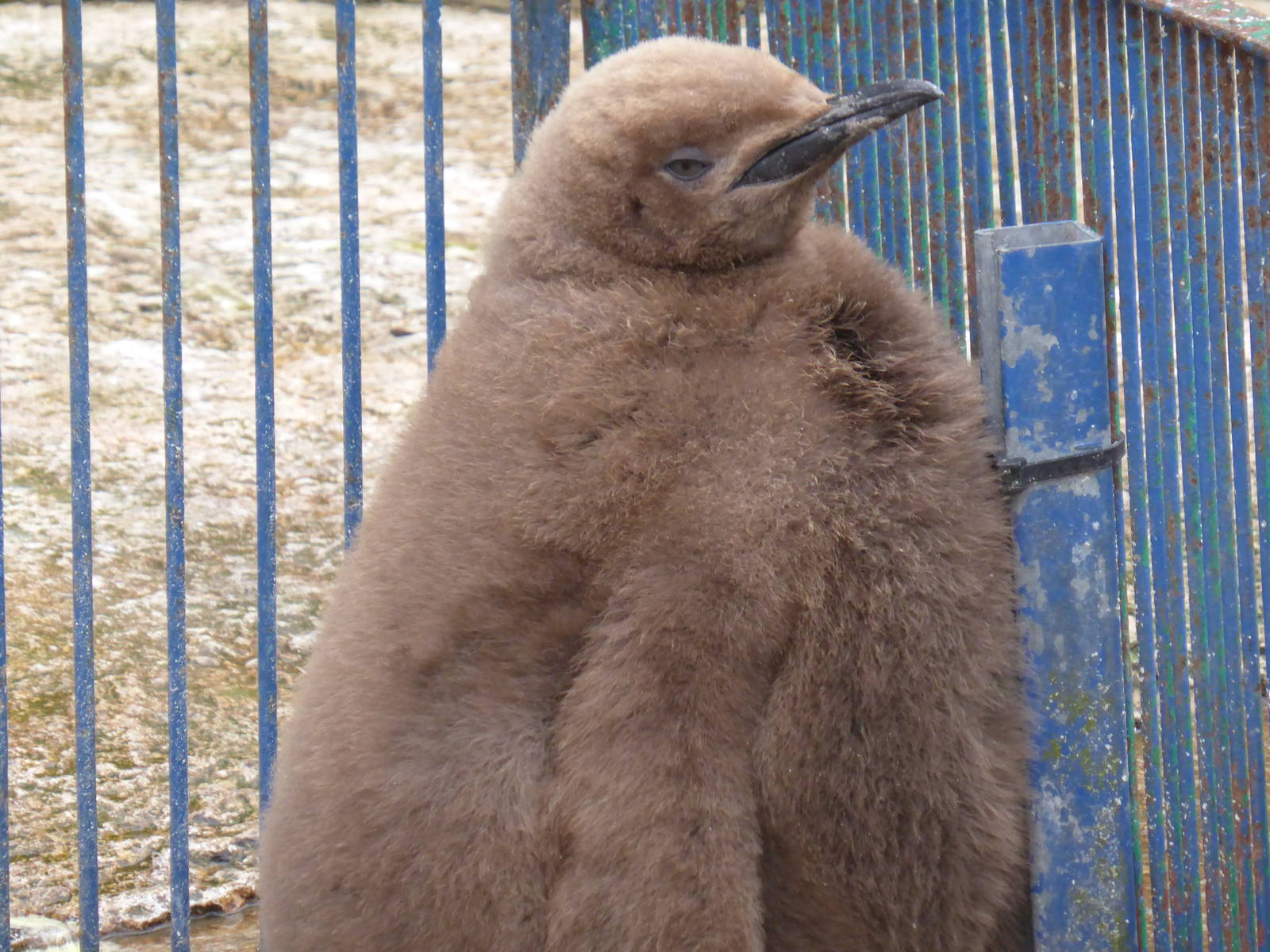 King penguin chick