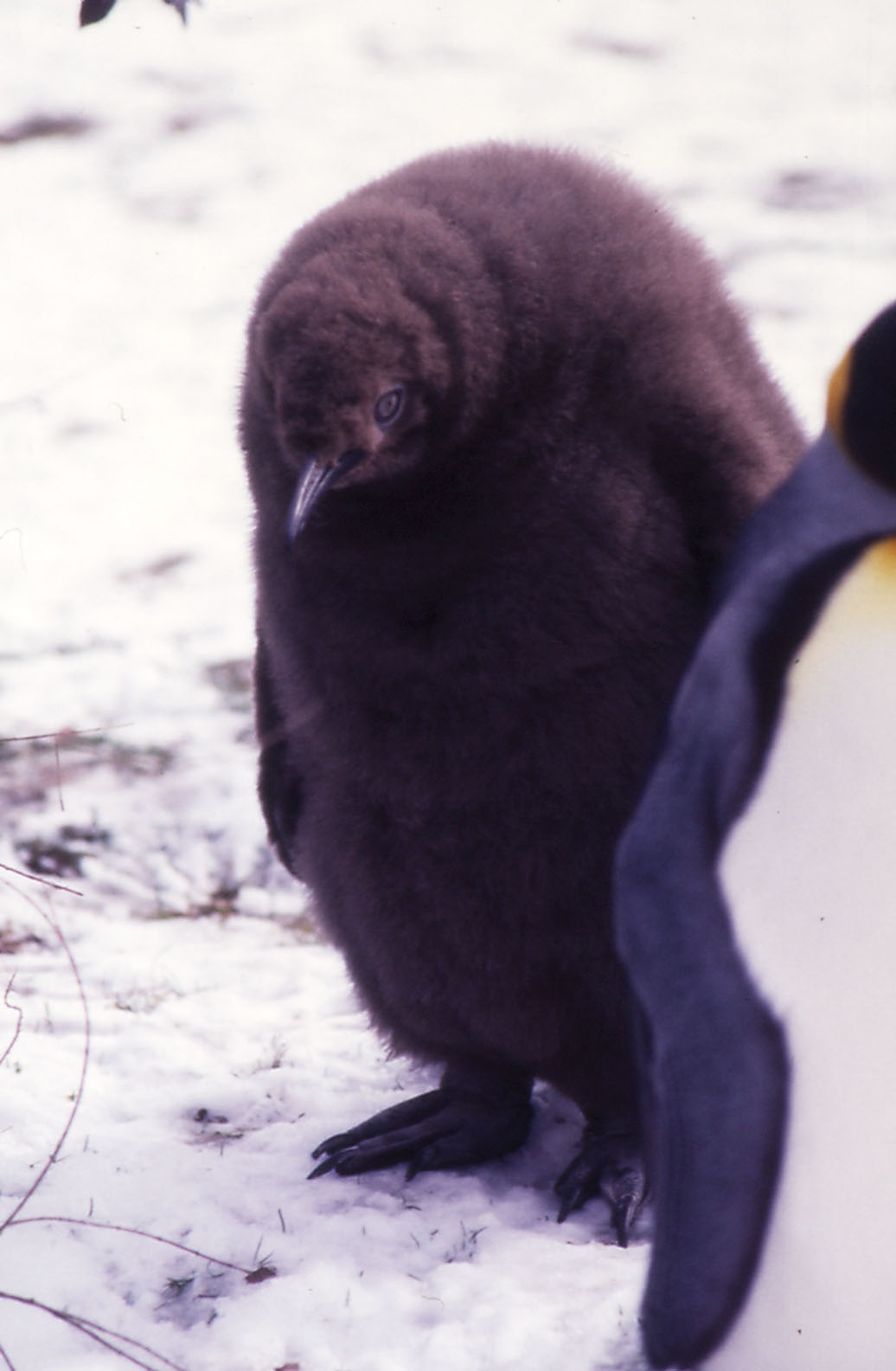 King Penguin chick