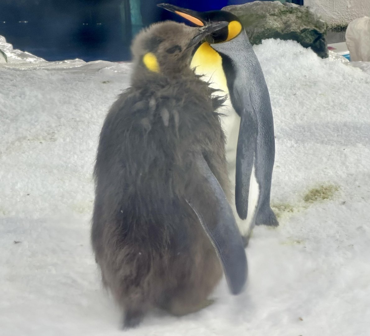 King Penguin Chick