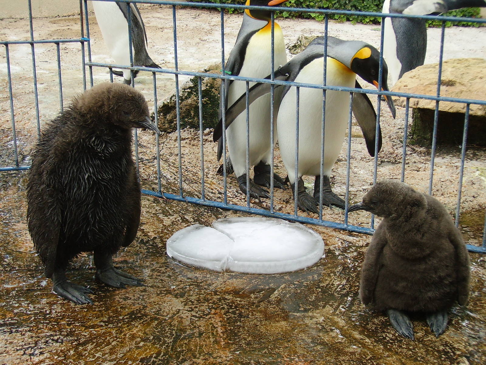 King Penguin chicks