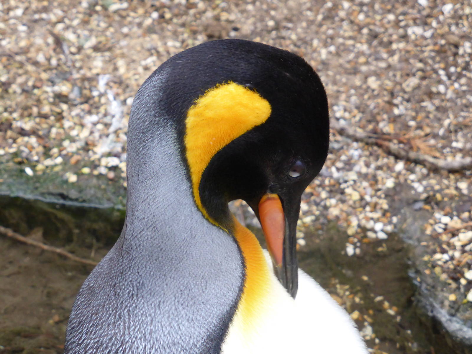 King penguin close up .