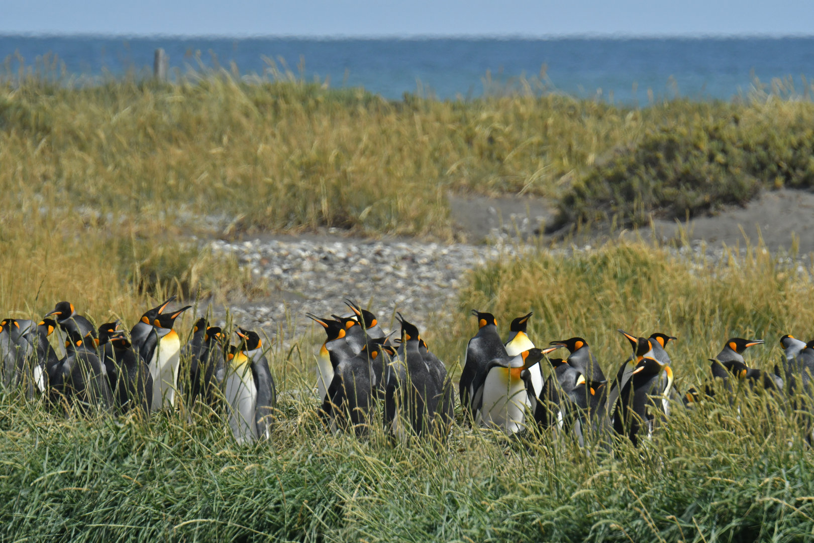 King penguin colony at Bahia Inutil