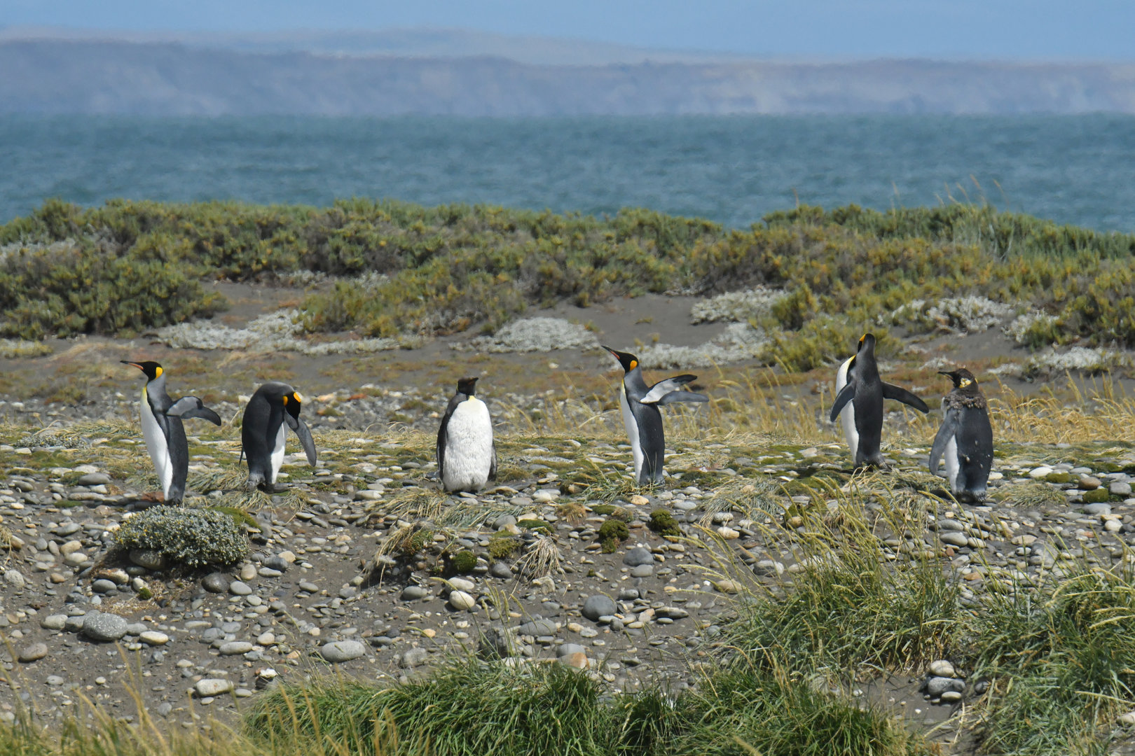 King penguin colony at Bahia Inutil