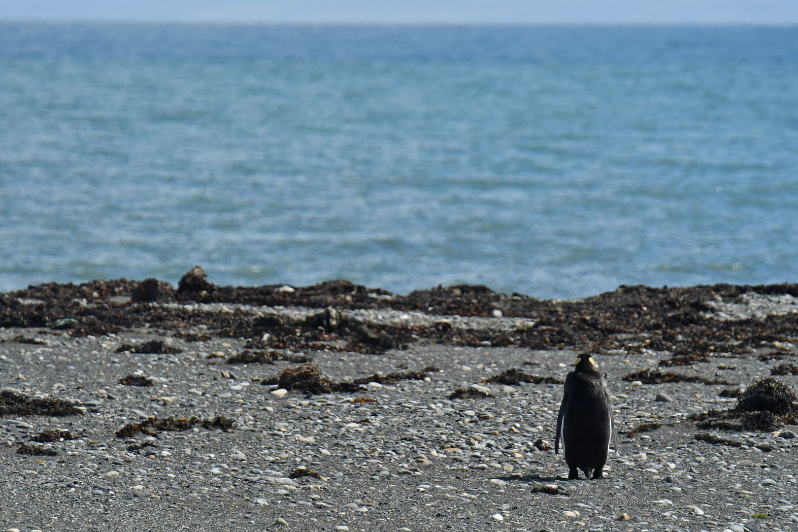 King penguin colony at Bahia Inutil