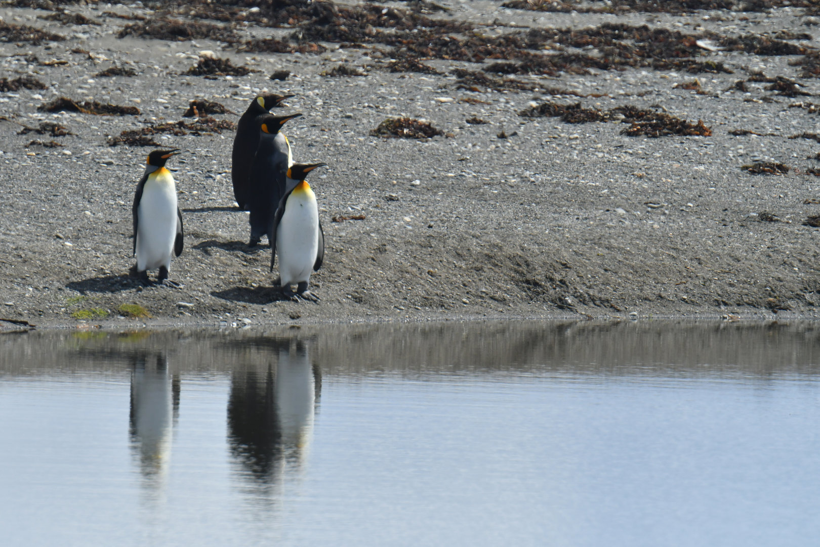 King penguin colony at Bahia Inutil