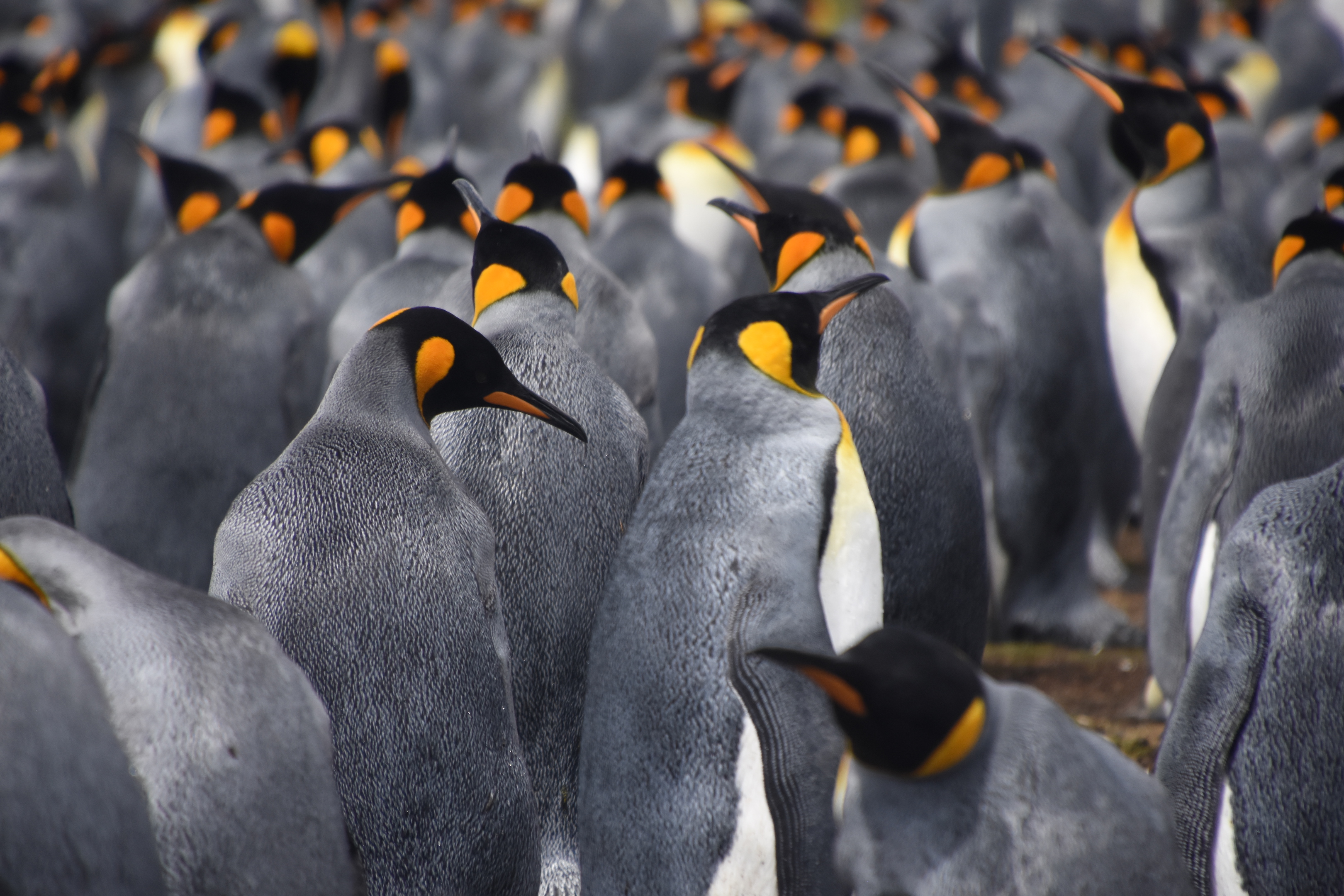 King penguin colony