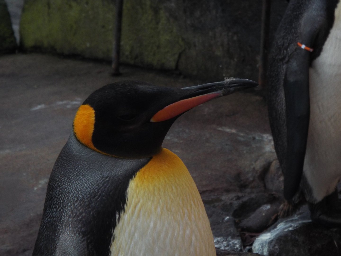 King Penguin, Edinburgh Zoo