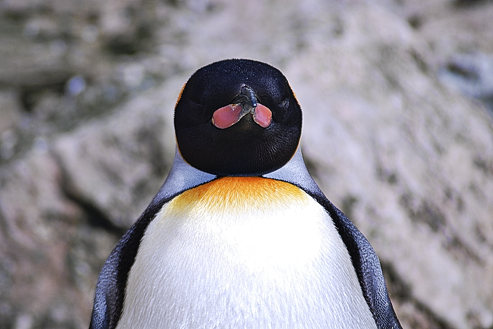 King Penguin front on - Birdland 2024