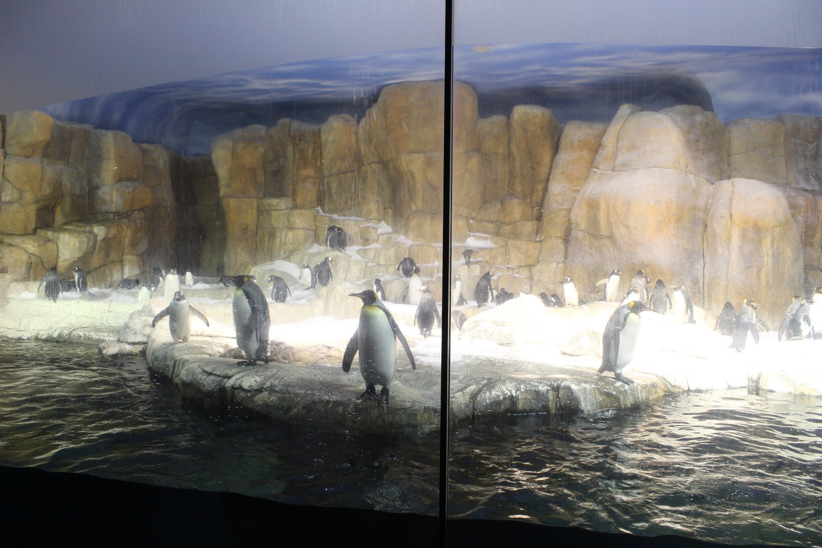 King Penguin, Gentoo Penguin, Southern Rockhopper Penguin & Macaroni Penguin Exhibit - Scott Aquarium