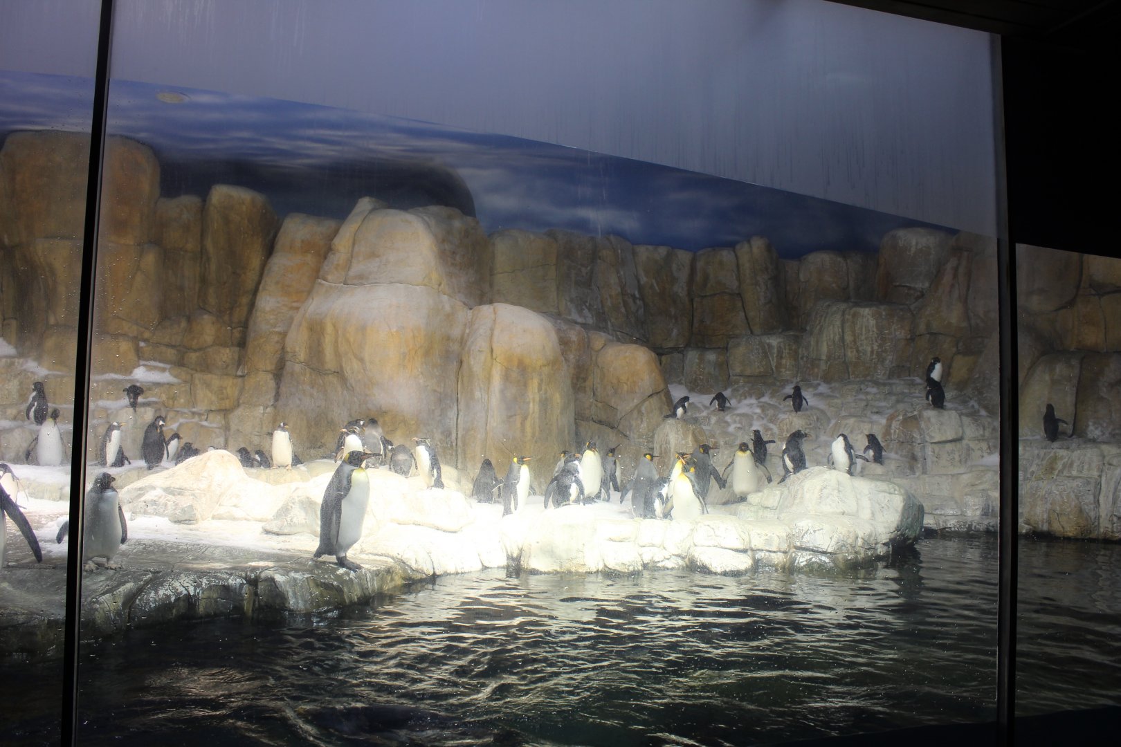 King Penguin, Gentoo Penguin, Southern Rockhopper Penguin & Macaroni Penguin Exhibit - Scott Aquarium