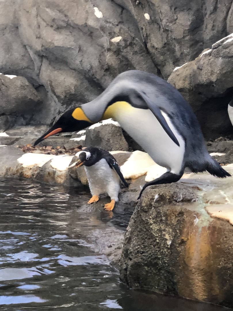 King Penguin & Gentoo Penguin