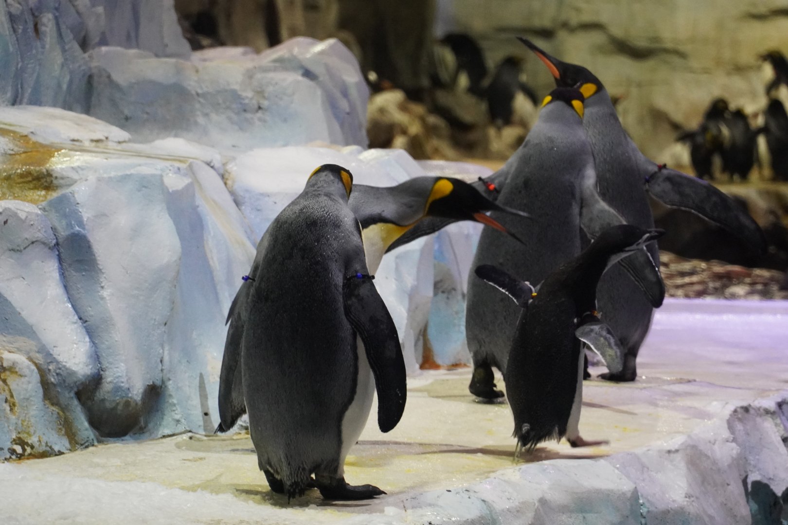 King Penguin Harassing Chinstrap